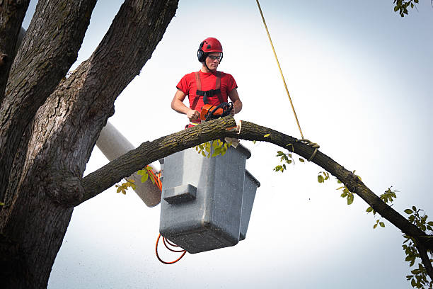 Best Tree Root Removal  in Lifornia City, CA